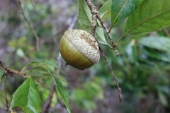 Lithocarpus konishii
