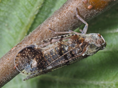 Cixius cunicularius