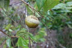 Lithocarpus konishii