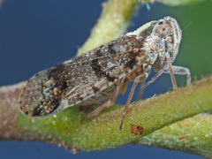 Cixius cunicularius