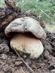 Rubroboletus haematinus