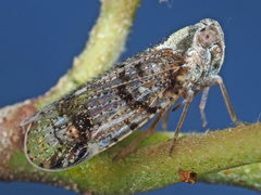 Cixius cunicularius