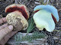 Rubroboletus haematinus