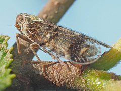 Cixius cunicularius