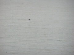 Tursiops truncatus ponticus