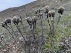 Jurinea stoechadifolia