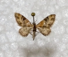 Eupithecia linariata