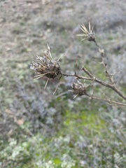 Centaurea salonitana