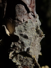 Crocodia rubella
