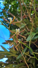 Encyclia