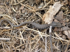 Elgaria multicarinata webbii