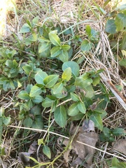 Vinca major