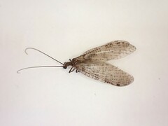 Archichauliodes diversus