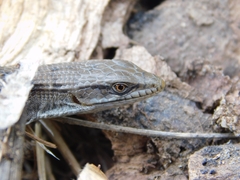 Elgaria multicarinata webbii