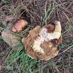 Suillus collinitus