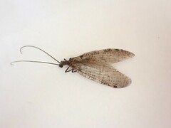 Archichauliodes diversus