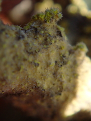 Crocodia rubella