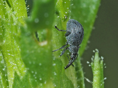 Holotrichapion ononis