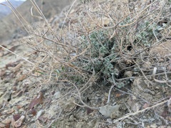 Odontarrhena obtusifolia