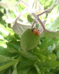 Hippodamia convergens