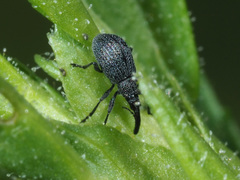 Holotrichapion ononis