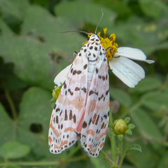 Utetheisa ornatrix