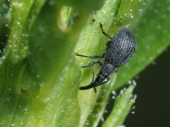 Holotrichapion ononis