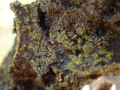 Crocodia rubella