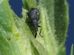 Holotrichapion ononis