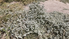 Helichrysum petiolare