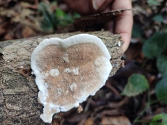 Earliella