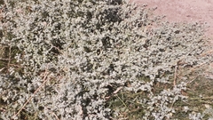 Helichrysum petiolare