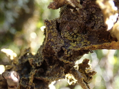Crocodia rubella