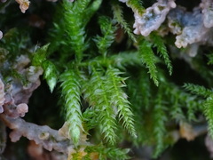 Eurhynchium striatum