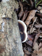 Earliella