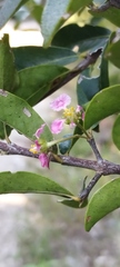 Malpighia emarginata
