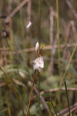 Eriophorum gracile