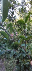Malpighia emarginata