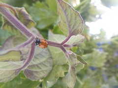 Hippodamia convergens