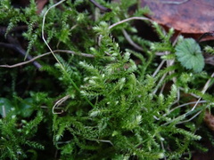 Eurhynchium striatum