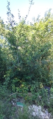 Malpighia emarginata