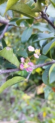 Malpighia emarginata