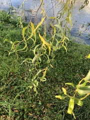 Salix babylonica tortuosa