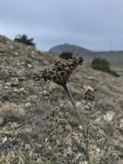 Seseli dichotomum