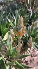 Aloe maculata
