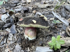 Xerocomellus atropurpureus