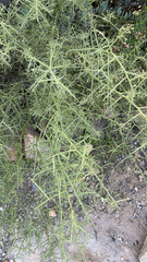 Koeberlinia spinosa
