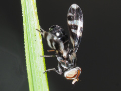 Herina frondescentiae