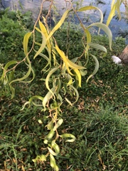 Salix babylonica tortuosa