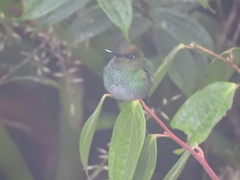 Haplophaedia aureliae